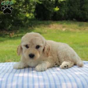Clara, Mini Goldendoodle Puppy